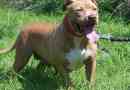 Pit bull terrier american, or simple - pit bull: fajta funkciók